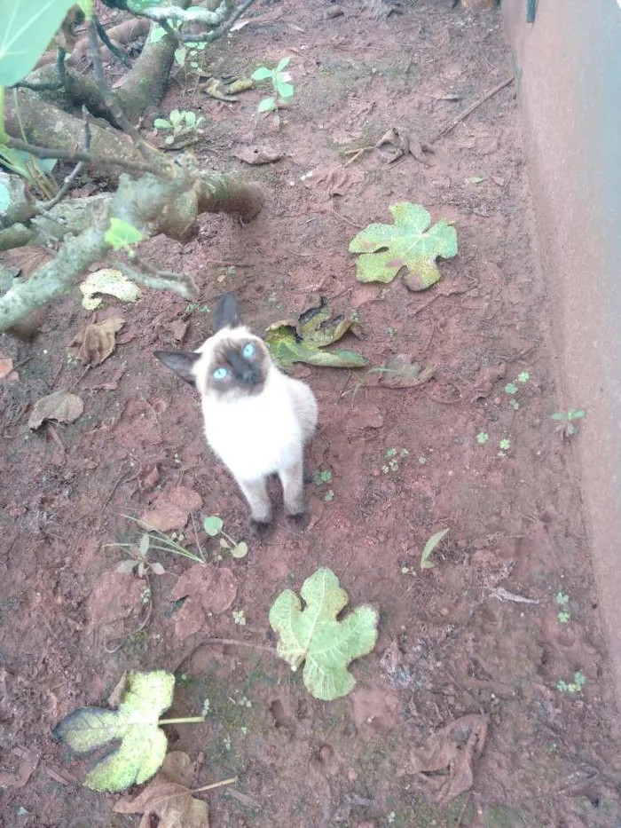 Gato ra a Siamês idade 2 a 6 meses nome Sininho