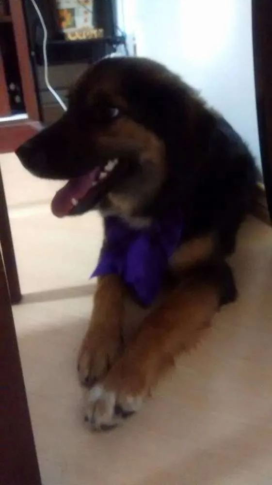 Cachorro ra a indefinida idade 7 a 11 meses nome sem nome ainda
