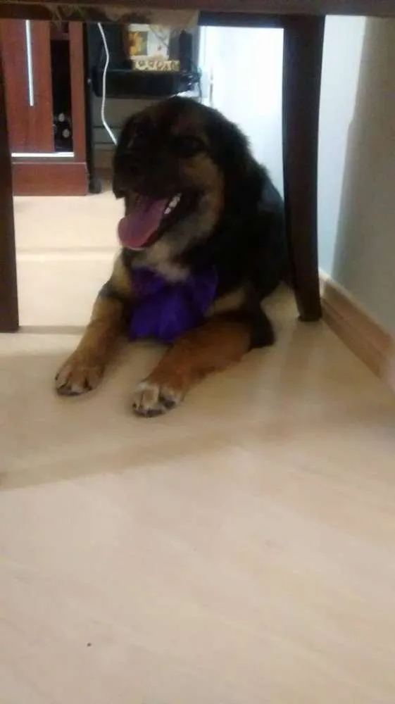 Cachorro ra a indefinida idade 7 a 11 meses nome sem nome ainda