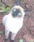 Sininho
