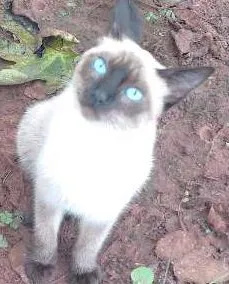Gato ra a Siamês idade 2 a 6 meses nome Sininho
