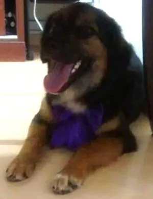 Cachorro raça indefinida idade 7 a 11 meses nome sem nome ainda