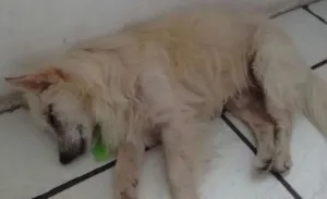 Cachorro raça Não sei idade  nome Não sei