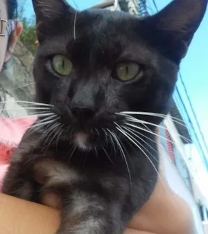 Gato raça sem raça idade 1 ano nome pretinho