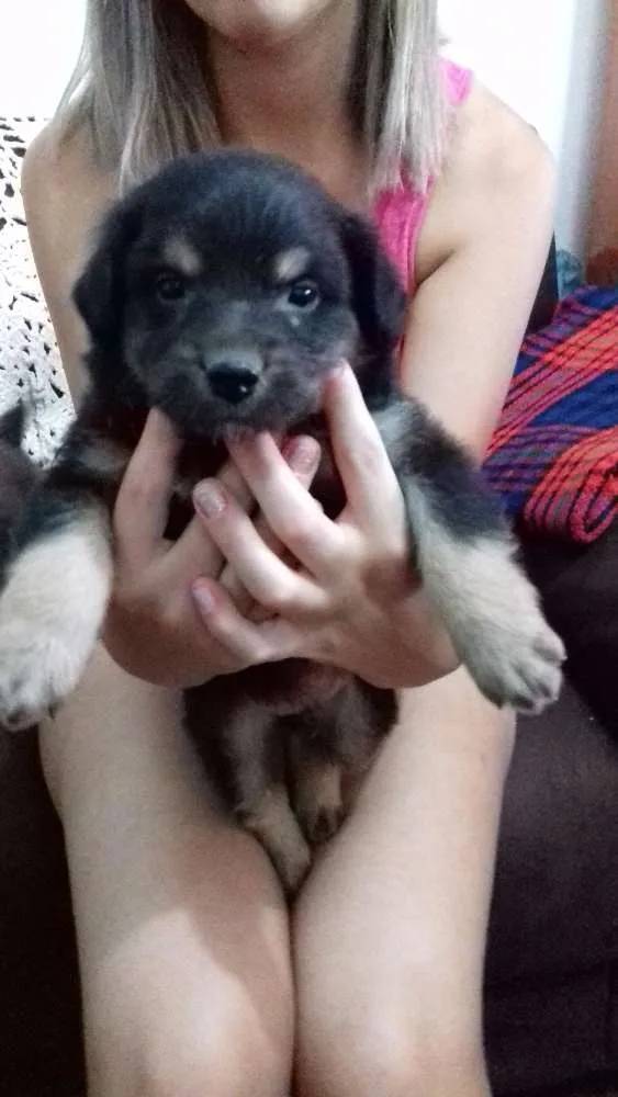 Cachorro ra a Sem raça definida idade 2 a 6 meses nome Sem nome