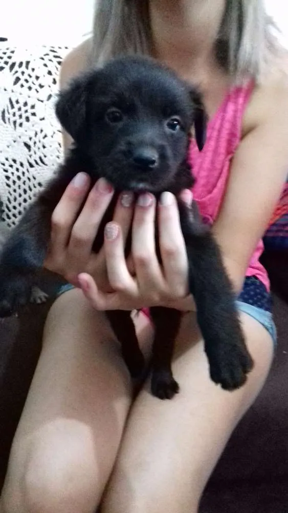 Cachorro ra a Sem raça definida idade 2 a 6 meses nome Sem nome