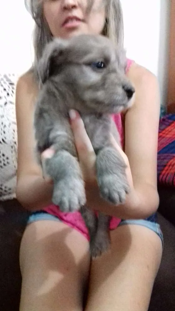 Cachorro ra a Sem raça definida idade 2 a 6 meses nome Sem nome