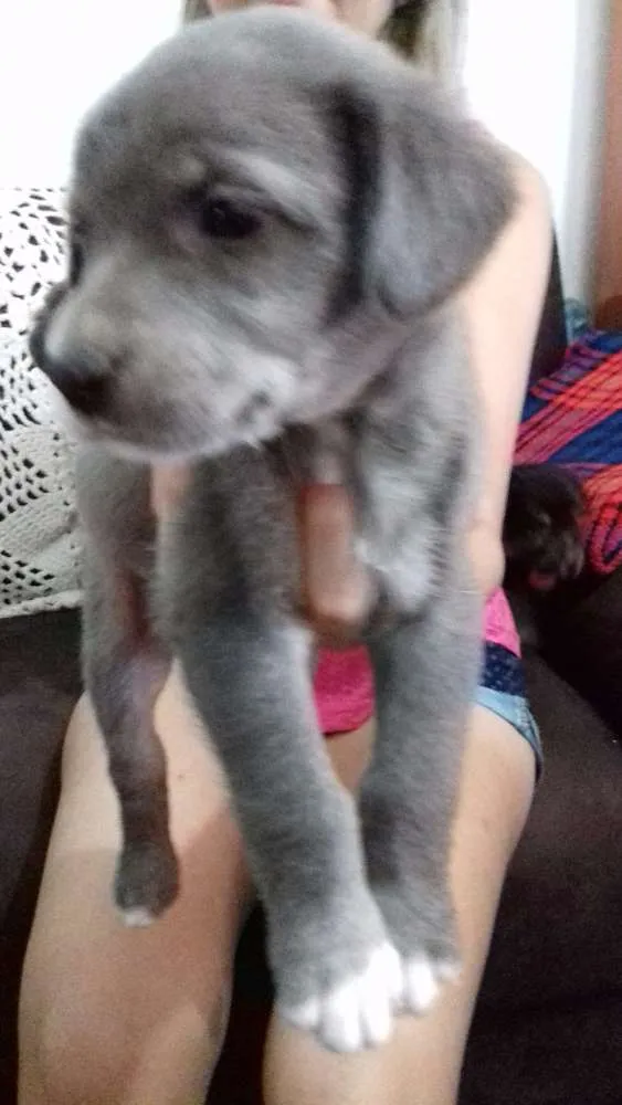 Cachorro ra a Sem raça definida idade 2 a 6 meses nome Sem nome