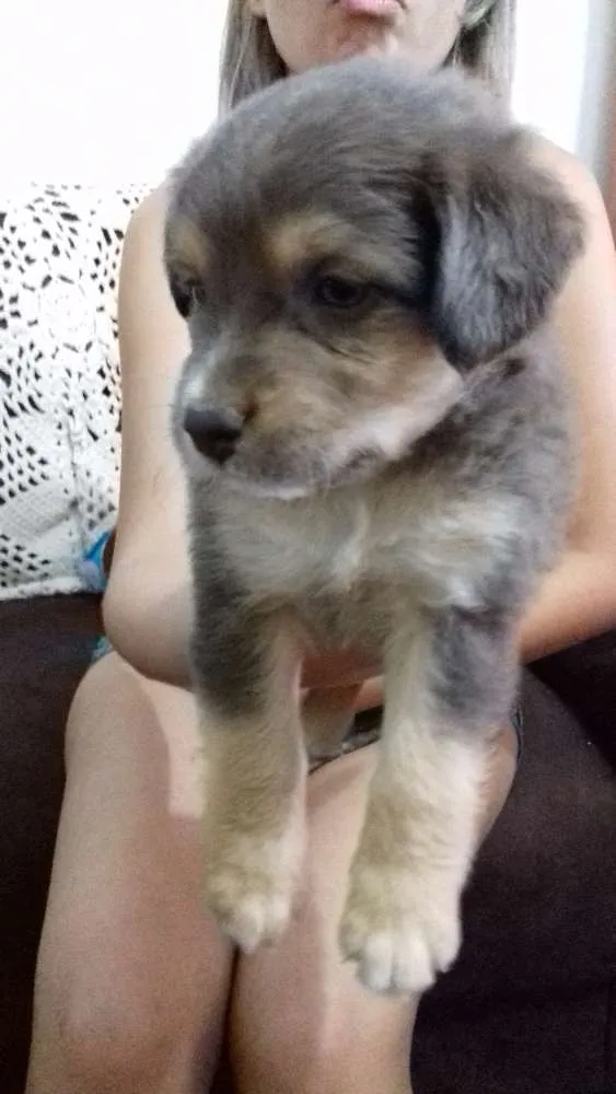 Cachorro ra a Sem raça definida idade 2 a 6 meses nome Sem nome