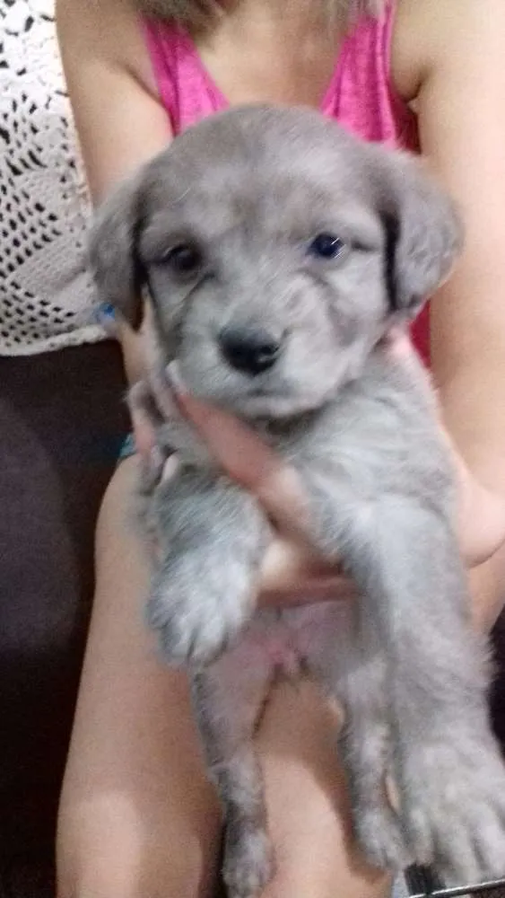 Cachorro ra a Sem raça definida idade 2 a 6 meses nome Sem nome