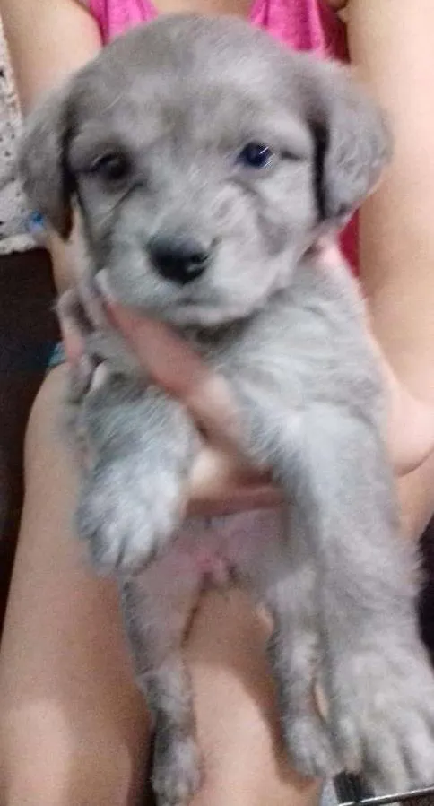 Cachorro ra a Sem raça definida idade 2 a 6 meses nome Sem nome