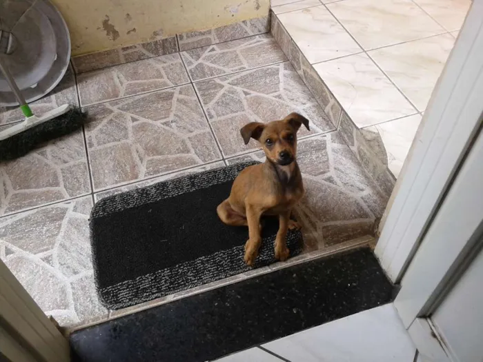 Cachorro ra a Srd idade 2 a 6 meses nome Nala