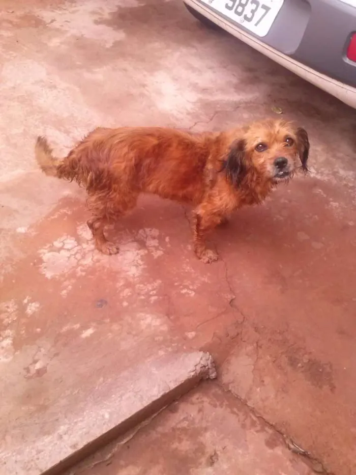 Cachorro ra a Vira-lata idade 6 ou mais anos nome Bolinha