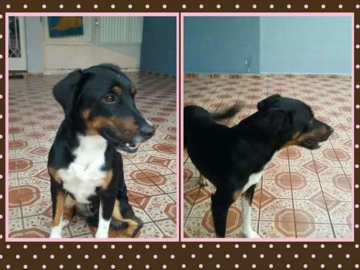 Cachorro ra a SRD idade  nome Skiper