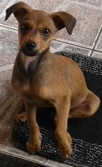 Cachorro ra a Srd idade 2 a 6 meses nome Nala