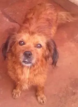 Cachorro raça Vira-lata idade 6 ou mais anos nome Bolinha