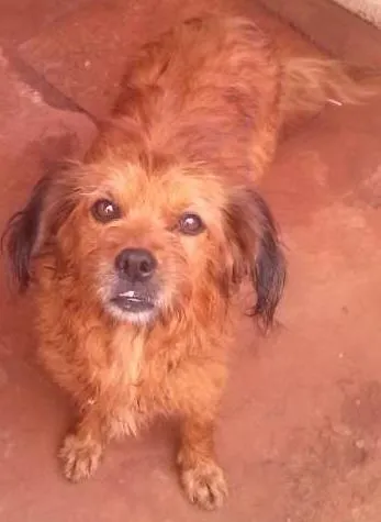 Cachorro ra a Vira-lata idade 6 ou mais anos nome Bolinha