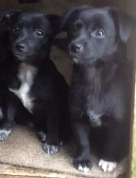 Cachorro ra a  idade 2 a 6 meses nome escolha meu nome
