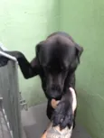 Cachorro raça Labrador com pastor alemao idade 1 ano nome Blade