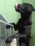 Cachorro raça Labrador com pastor alemao idade 1 ano nome Blade