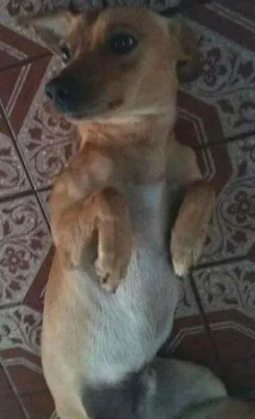Cachorro ra a SRD idade  nome não tem