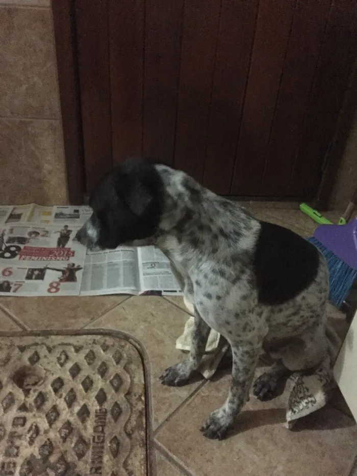 Cachorro ra a Vira- lata  idade  nome Tinder 