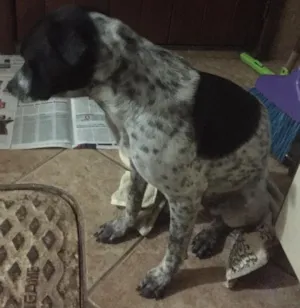 Cachorro raça Vira- lata  idade  nome Tinder 