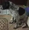 Cachorro raça Vira- lata  idade  nome Tinder 