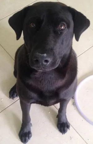 Cachorro raça Labrador com pastor alemao idade 1 ano nome Blade