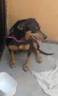 Laila
