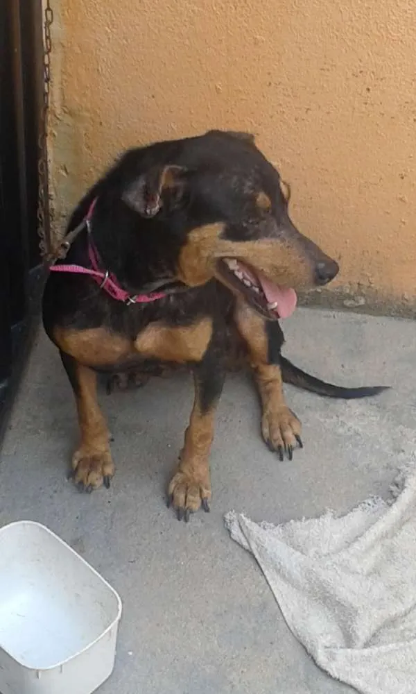 Cachorro ra a rottweiler idade 4 anos nome Laila