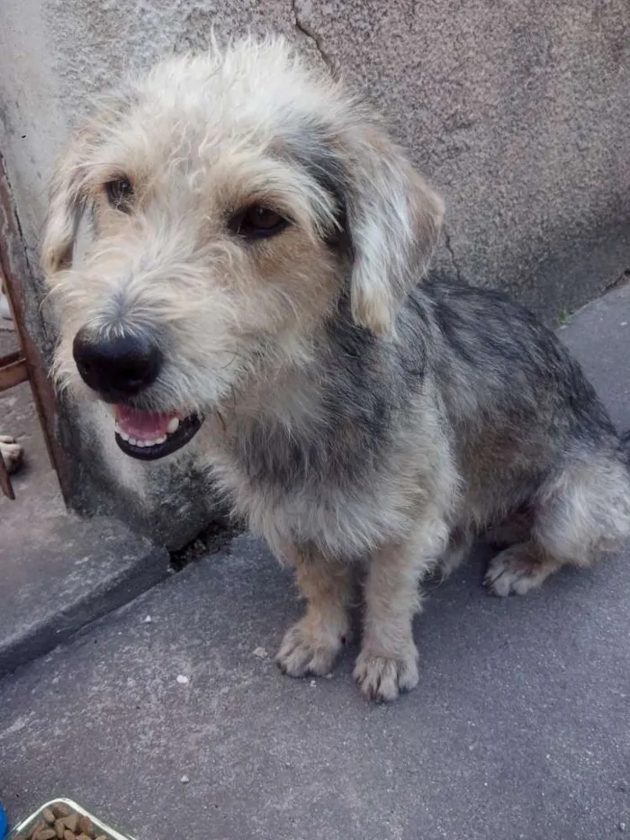 Cachorro raça ND idade  nome COVER