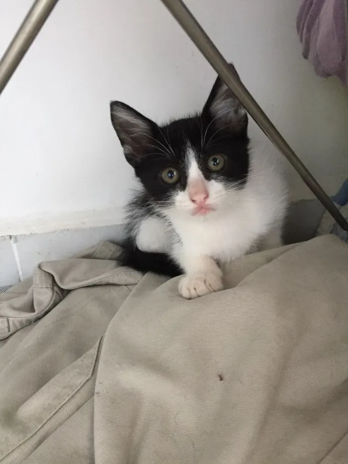 Gato ra a Não sei idade Abaixo de 2 meses nome Não tem
