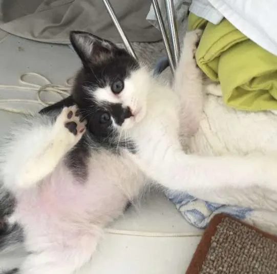 Gato ra a Não Sei idade Abaixo de 2 meses nome Não tem