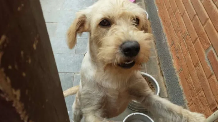 Cachorro ra a SRD idade 1 ano nome Trovão