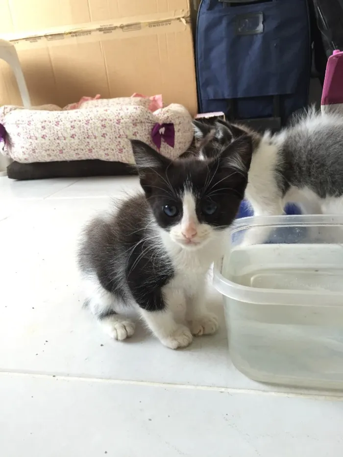 Gato ra a Não Sei idade Abaixo de 2 meses nome Não Tem