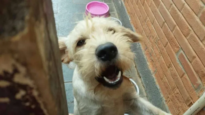 Cachorro ra a SRD idade 1 ano nome Trovão