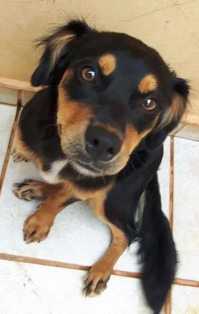 Cachorro ra a SRD idade 7 a 11 meses nome Miah