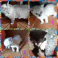 Gata