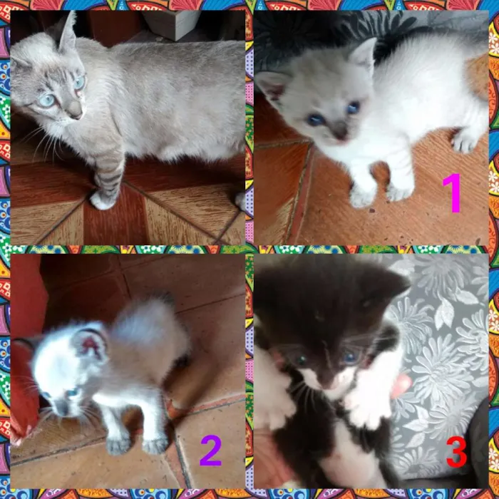 Gato ra a SRD idade Abaixo de 2 meses nome Gata