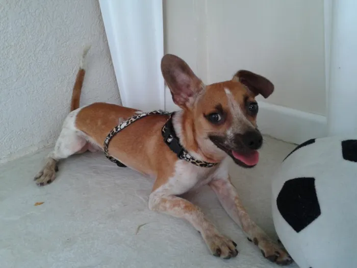 Cachorro ra a Pinscher/Fox idade 1 ano nome Tug