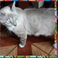 Gata