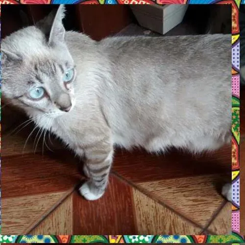 Gato ra a SRD idade Abaixo de 2 meses nome Gata