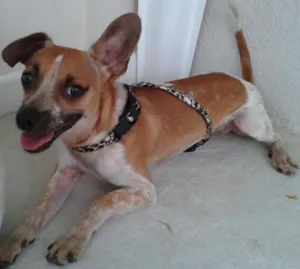 Cachorro raça Pinscher/Fox idade 1 ano nome Tug