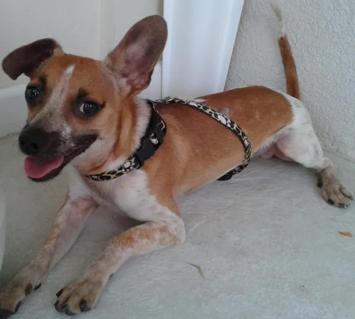Cachorro ra a Pinscher/Fox idade 1 ano nome Tug