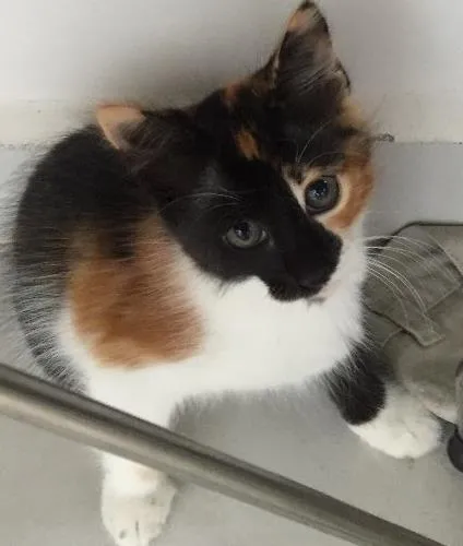 Gato ra a Não Sei idade 2 a 6 meses nome Não Tem