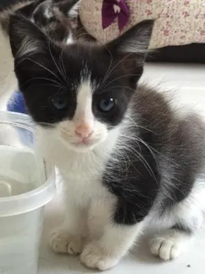 Gato raça Não Sei idade Abaixo de 2 meses nome Não Tem