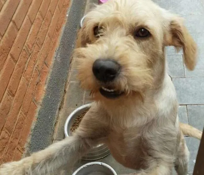 Cachorro ra a SRD idade 1 ano nome Trovão