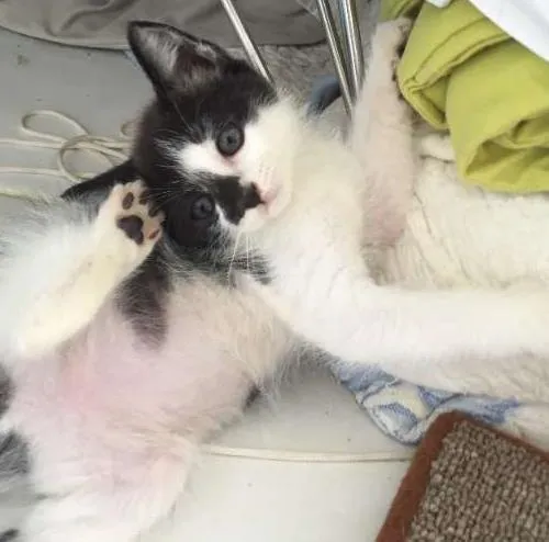 Gato ra a Não Sei idade Abaixo de 2 meses nome Não tem