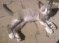 Gatinhos